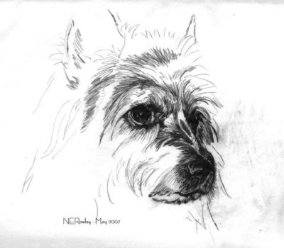 Australian Terrier,broken-coated terrier,