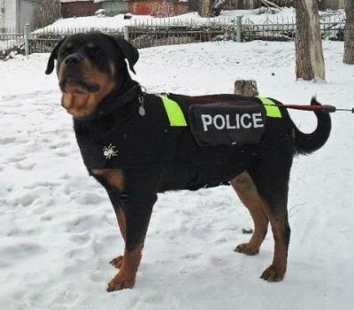 Rottweiler,K-9,police dog,Karl Knauf,Albert Graf