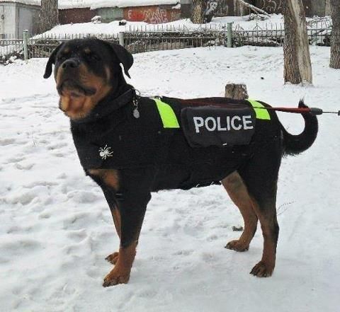 Rottweiler,K-9,police dog,Karl Knauf,Albert Graf