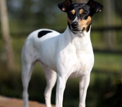 Andalusian Ratter,Ratonero Bodeguero Andaluz,Andalusian Wine-Cellar Rat-Hunting Dog,Andalusian Mouse Hunting Dog, Bodeguero Jerezano, Perro Rotonero Bodeguero Andaluz, Cazarratas, Perro Cuadras, Perillo Ratonero, Ratonero Andaluz.