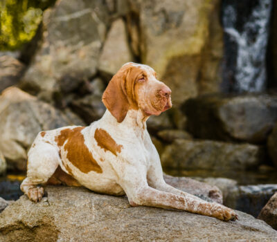 Bracco Italiano, Piedmont, Lombardy