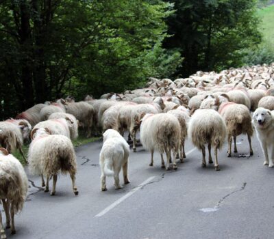 Great Pyrenees, sheep, LGD, Livestock Guardian Dog, pastous,patous