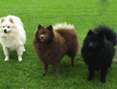 Giant German Spitz, Giant Spitz, Deutscher Grossspitz, Great Spitz, Deutscher Spitz Klein Giant, Gross Spitz, Keeshond, German Spitz, Torfspitz