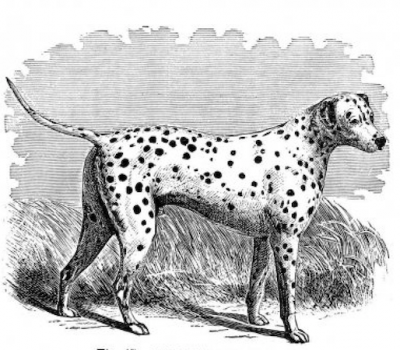 Vane Ivanović,Dalmatian