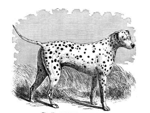 Vane Ivanović,Dalmatian