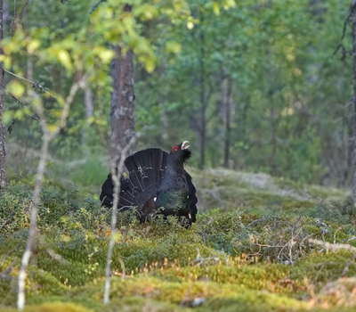 Finkie, Finnish Spitz,hunting,barking,Capercaillie