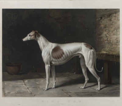 Greyhound,King Cob, coursing