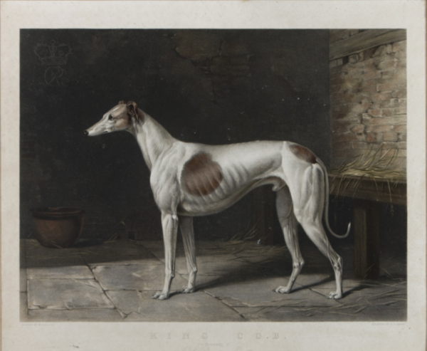 Greyhound,King Cob, coursing