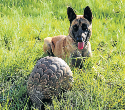 Belgian Malinois, English Springer Spaniel, pangolin, conservation dog, ecology dog