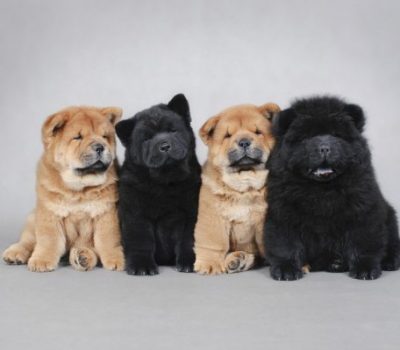 鬆獅犬,Chow Chow,Chinese Edible Dog,Chao,puffy-lion dog,Songshi Quan