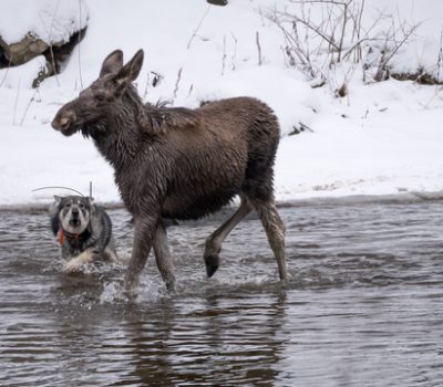 Norwegian Moose Dog, Norsk Elghund, elghund, Norwegian Elkhound