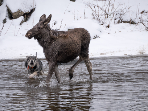 Norwegian Moose Dog, Norsk Elghund, elghund, Norwegian Elkhound