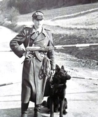 DDR German Shepherd, German Shepherd Dog, GSD,