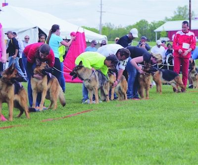 dog shows,Medallion Rottweiler Club,Rottweiler, German Shepherd Dog,Jane Hobson,Sieger,