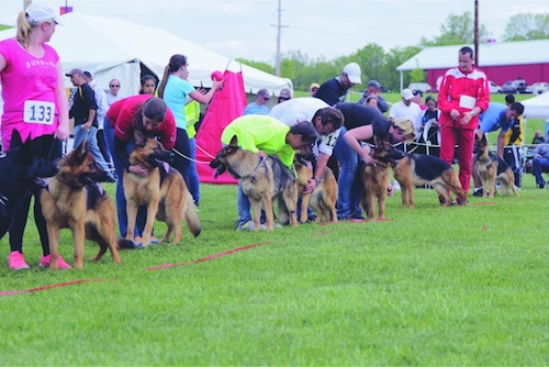 dog shows,Medallion Rottweiler Club,Rottweiler, German Shepherd Dog,Jane Hobson,Sieger,
