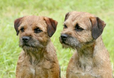 structure, cobblers apron, ears,Border Terrier,