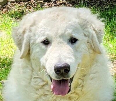 Kuvasz, LGD,Livestock Guardian Dog