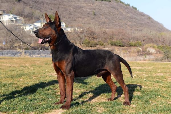 China s Red Dog China s Red Dog