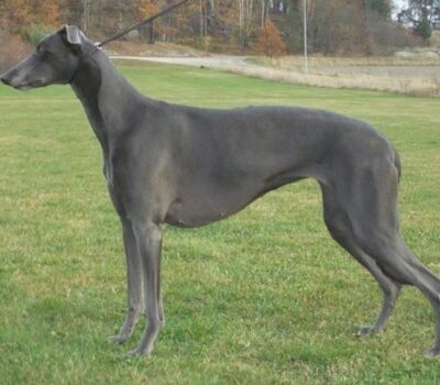 Greyhound, color, blue,coat