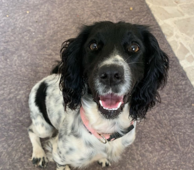 English Springer Spaniel, plastic,