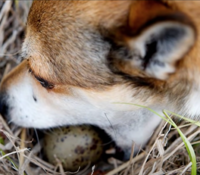 Norwegian Lundehund, puffin,Tromsø Airport, eggs