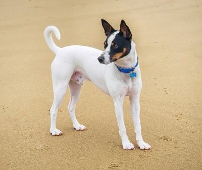 Mini Foxie, Tenterfield Terrier,Dave Burke,George Woolnough,Mini Foxie, Tenterfield Terrier,