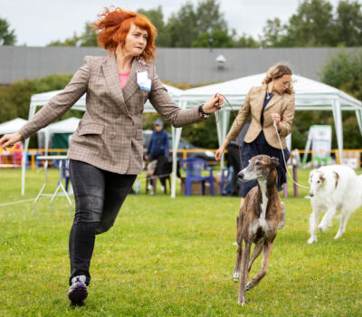 standard, loose lead, dog show, handler,