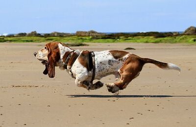 Basset Hound, mascot,George, Vanderbilt University