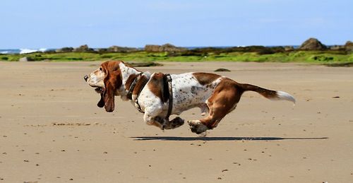 hunting hounds running