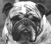 Bulldog, mascot, Best in Show, Westminster Kennel Club, Handsome Dan,Ch. Kippax Fearnought,Sports Illustrated,magazine cover,Ch. Strathtay Prince