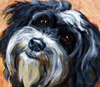 Havanese, points, coat, color,