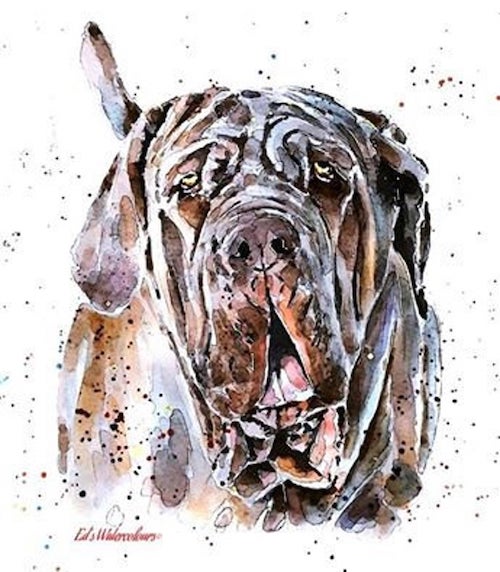 skin, type, Neapolitan mastiff