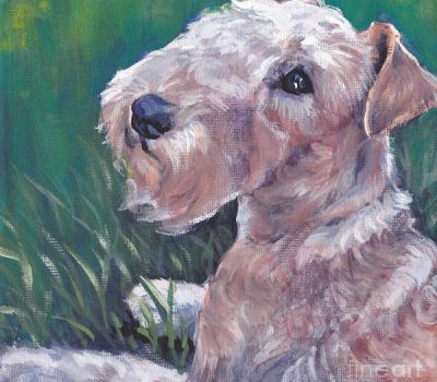 Lakeland Terrier, mood, eyes