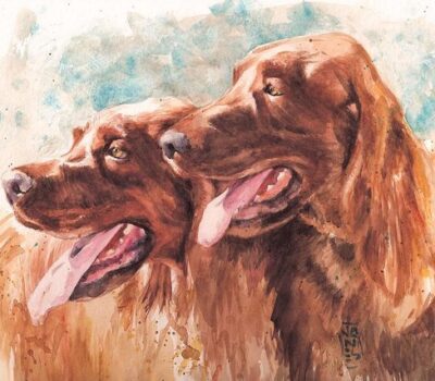 dual champion, Irish Setter, Hunting