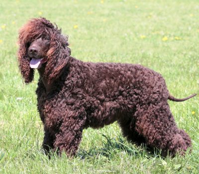 Irish Water Spaniel, puce, color, term,