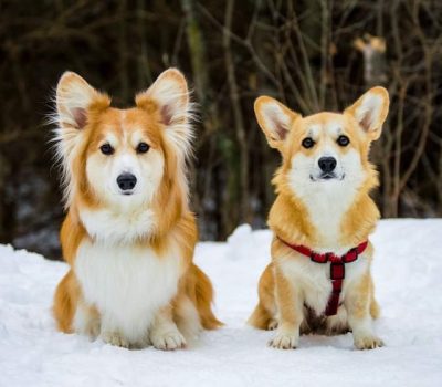 fluffy, Pembroke Welsh Corgi, Swedish Vallhund, FGF5, genetics, coat,