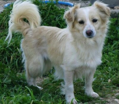 Small Greek Domestic Dog,Kokoni,