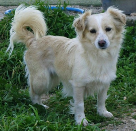 Small Greek Domestic Dog,Kokoni,