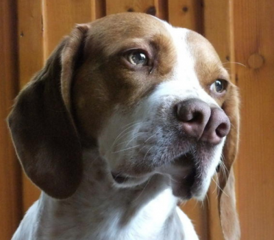 Turkish Pointer,Pachón Navarro,Catalburun, nose, bifid nose,split nose