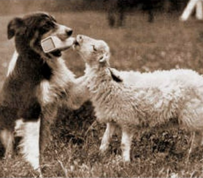 Border Collie, sheep, rescue