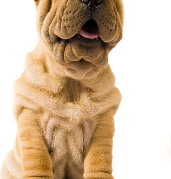 Shar-Pei, genetics, wrinkles, skin