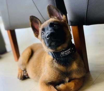 Belgian Malinois, K9, police dog, head butt,