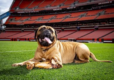 Bullmastiff, mascot, soccer, Arenal,Cleveland Browns, Swagger,