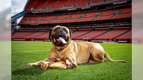 Bullmastiff, mascot, soccer, Arenal,Cleveland Browns, Swagger,