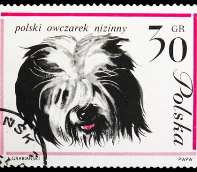 Polish Lowland Sheepdog,PON,Moira Morrison,Kaz and Betty Augustowski,Dr. Danuta Hryniewicz,Polski Owczarek Nizinny