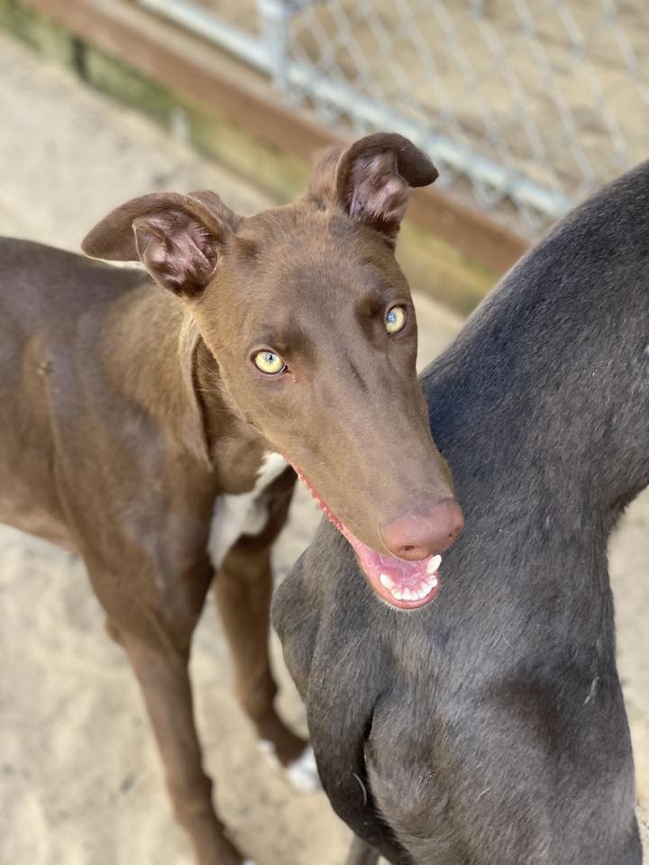 color, dun Greyhound