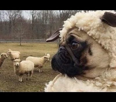 Pug, sheep, Campaign for Wool