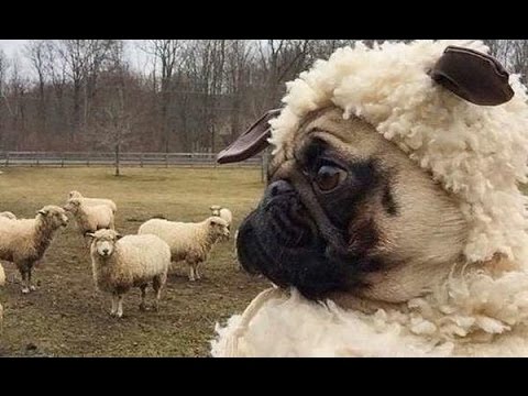 Pug, sheep, Campaign for Wool