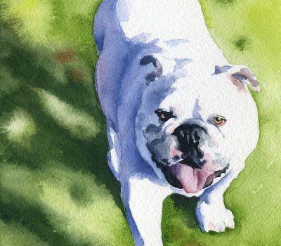 Bulldog, gait,Jacob Lamphier