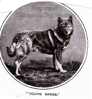  Norwegian Elkhound, Bamse,Gamle Bamse Gram